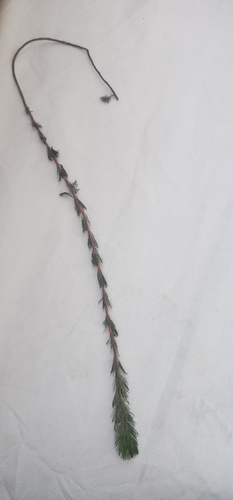 Eurasian water-milfoil