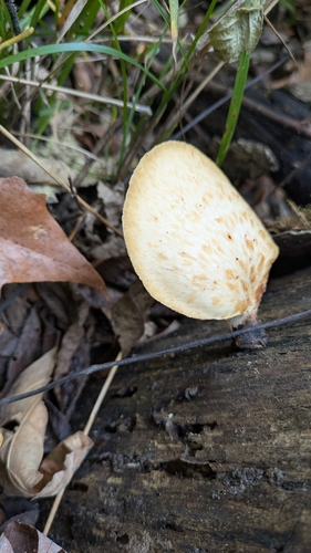 Dryad's Saddle