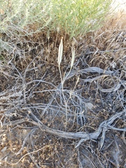 Calochortus striatus