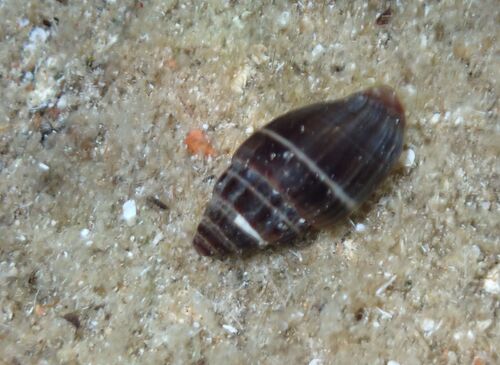 Mitra ebenus observed 2026-09-09