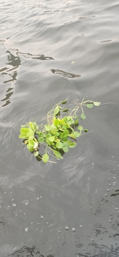 common water hyacinth