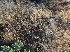 Calochortus striatus