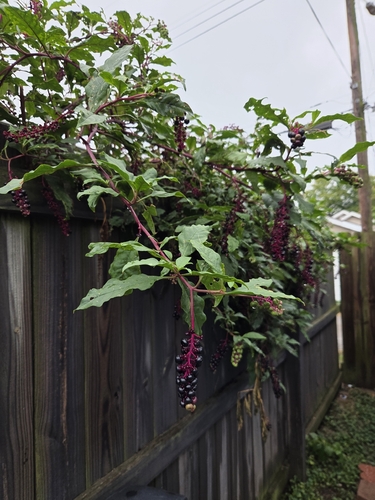 American pokeweed