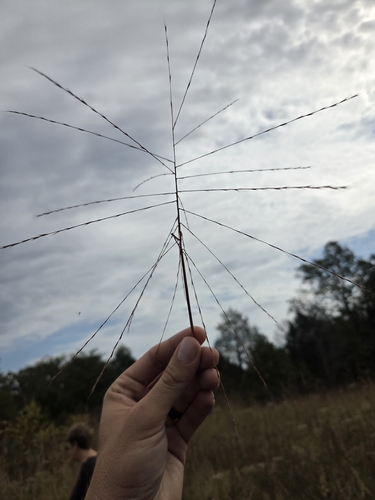 Gymnopogon ambiguus, 2026-10-15