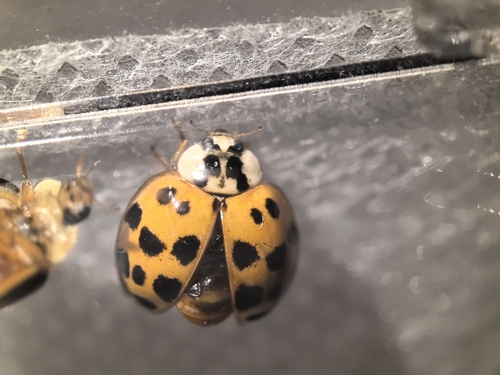 Asian Lady Beetle