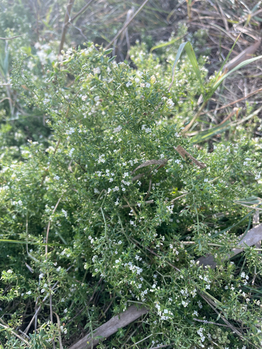 Spreading Bedstraw