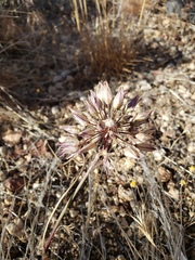 Allium fimbriatum