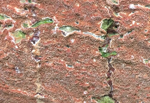 Meruliopsis taxicola observed 2026-10-15