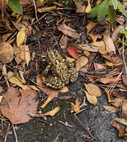 American Toad