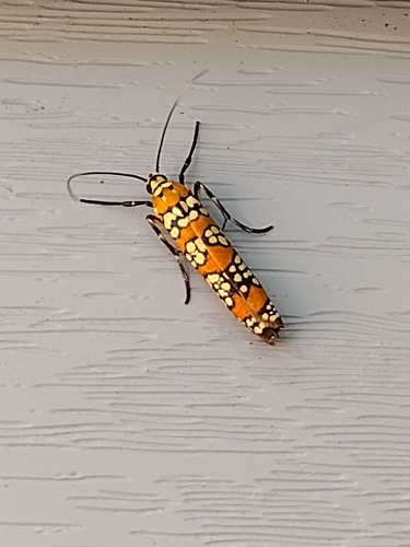Ailanthus Webworm Moth