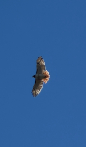 Red-tailed Hawk