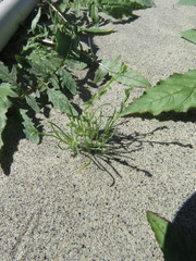 Pectocarya heterocarpa