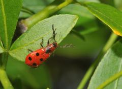 Pelonides quadrinotata
