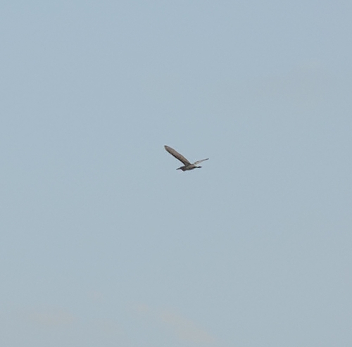 Western Cattle-Egret