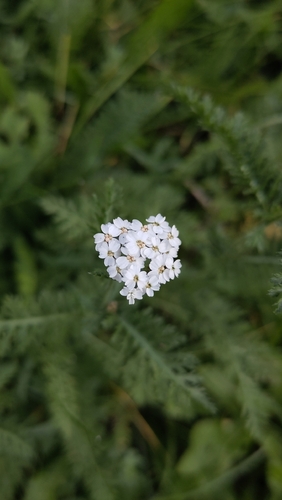 common yarrow
