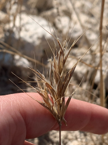 Bromus rubens observed 2026-10-15