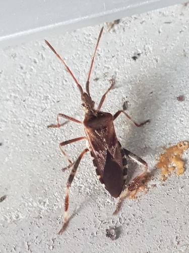 Western Conifer Seed Bug
