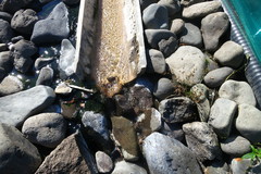 Juncus prismatocarpus leschenaultii