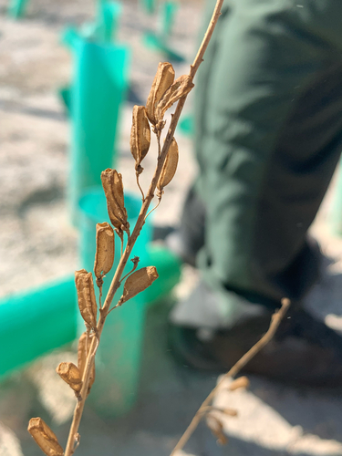 Bromus squarrosus observed 2026-10-15