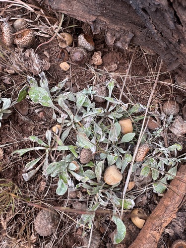 Antennaria plantaginifolia, 2026-10-14