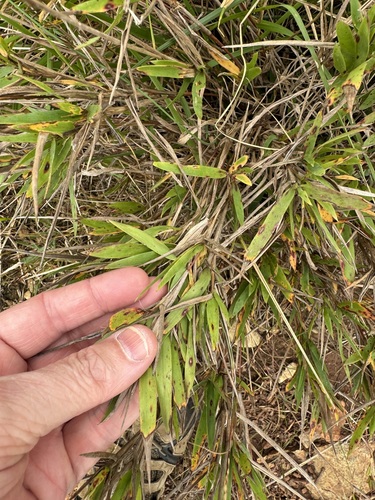 Dichanthelium scribnerianum observed 2026-10-14
