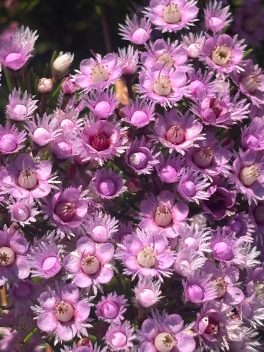 Verticordia plumosa observed 2026-10-13