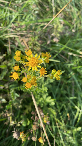 ragwort