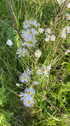 annual fleabane