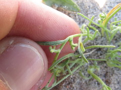 Pectocarya heterocarpa
