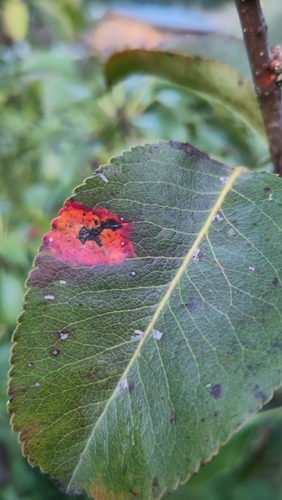 Pear Rust