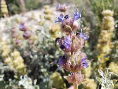 Salvia dorrii