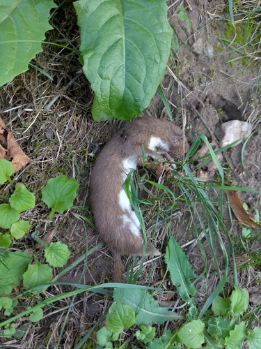 Least Weasel