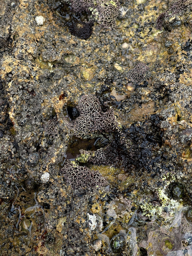 Lithophyllum observed 2026-10-15