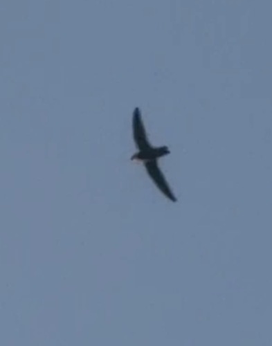 Chimney Swift observed by axii_xix