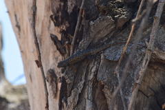 Sceloporus occidentalis biseriatus