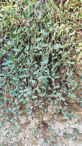 Capparis canescens observed 2026-10-06