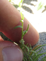 Pectocarya heterocarpa