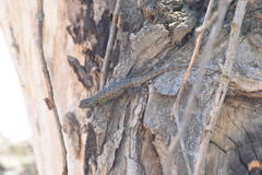 Sceloporus occidentalis biseriatus