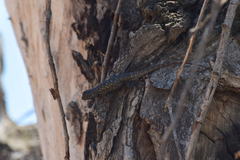 Sceloporus occidentalis biseriatus
