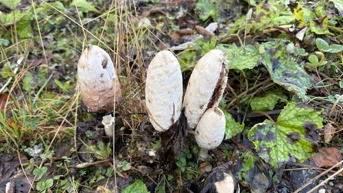 Shaggy Mane