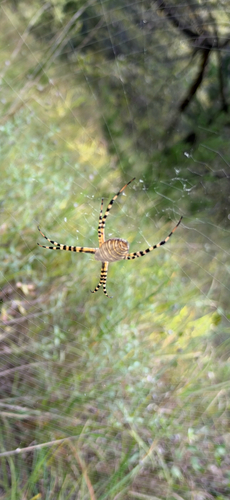 Banded Garden Spider