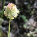 Sanguisorba occidentalis - Photo (c) jerry1,  זכויות יוצרים חלקיות (CC BY-NC)