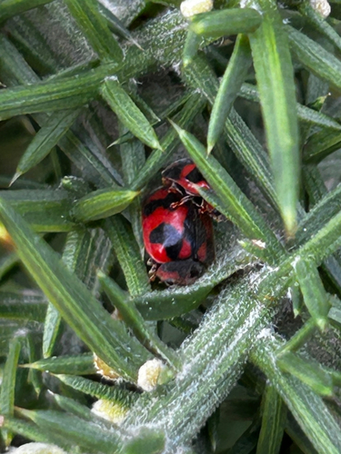 Rodolia cardinalis, 2026-10-15