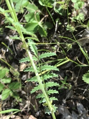 Sanguisorba occidentalis
