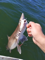 Mustelus henlei