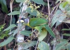 Psilopogon pyrolophus