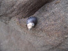 Austrolittorina cincta