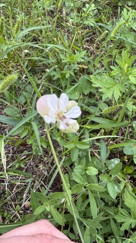 bladder campion