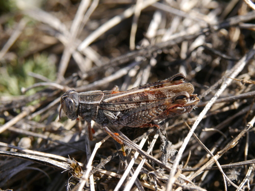 Italian locust