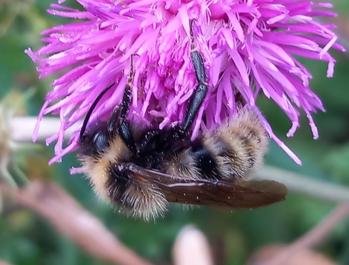 Field Cuckoo Bumble bee